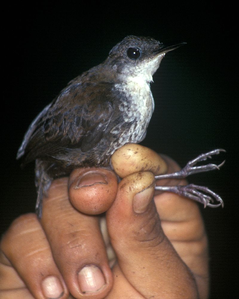 Nightingale Wren (Microcerculus philomela) photo