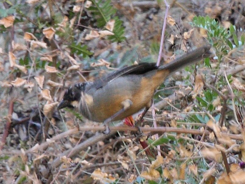 Rusty-bellied Brushfinch (Atlapetes nationi) photo