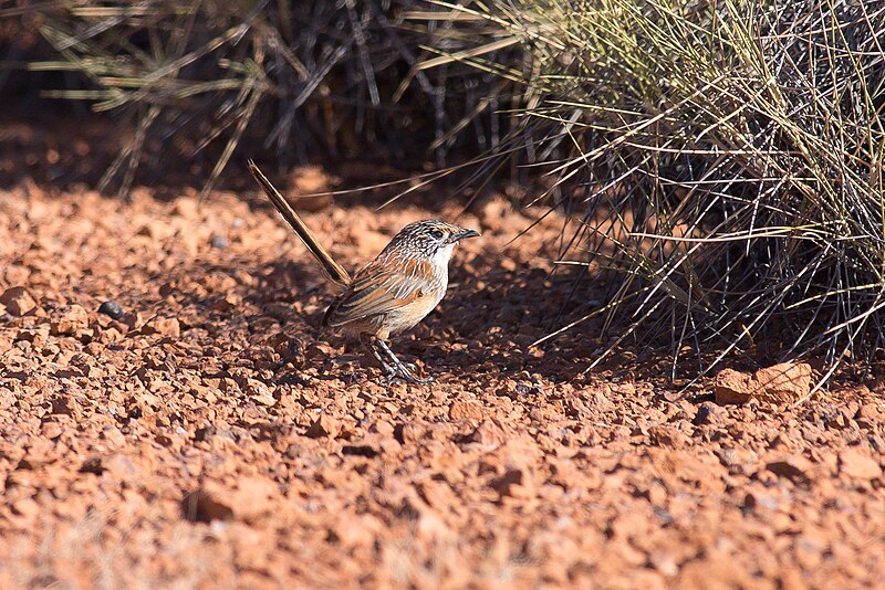 Opalton Grasswren (Amytornis rowleyi) photo
