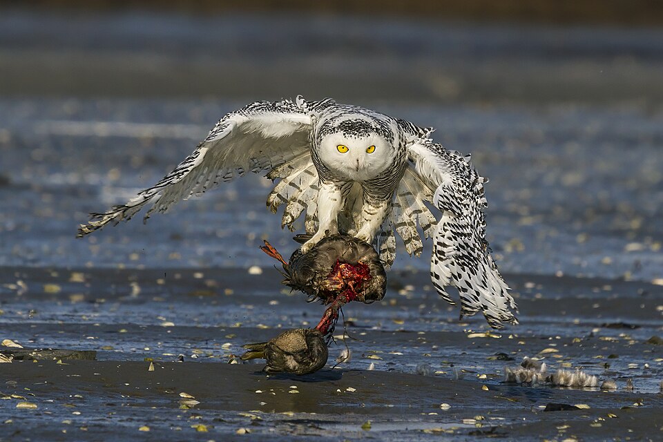 Snowy Owl (Bubo scandiacus)