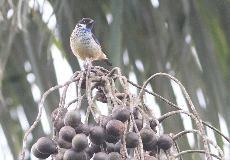 Green-naped Tanager (Tangara fucosa) photo