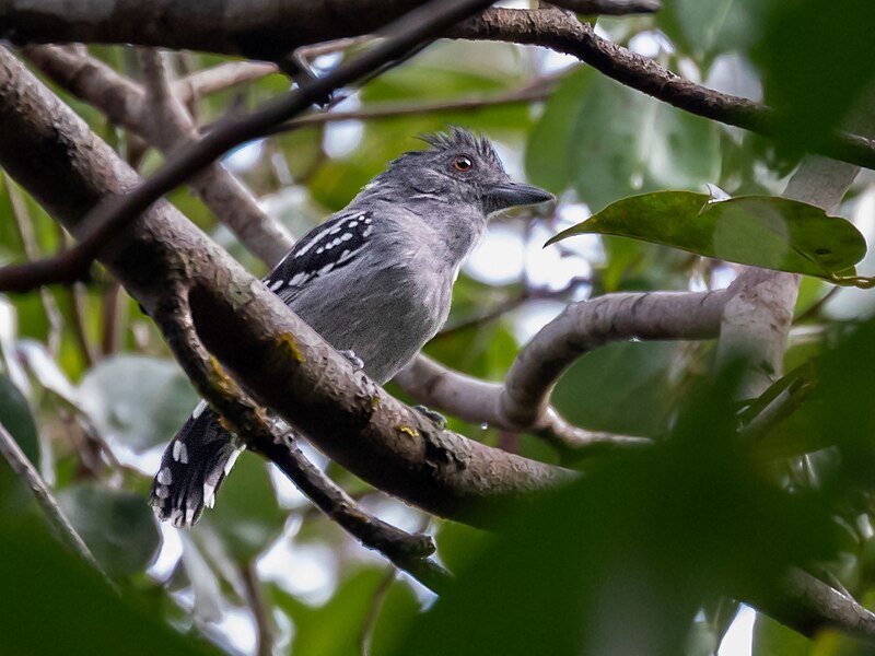 Northern Slaty-Antshrike (Thamnophilus punctatus) photo