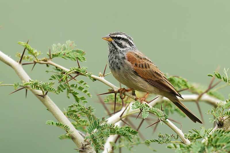 Striolated Bunting (Emberiza striolata) photo
