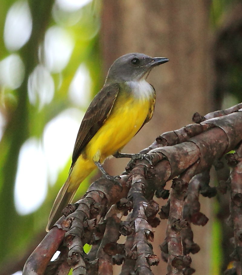 Sulphury Flycatcher (Tyrannopsis sulphurea) photo
