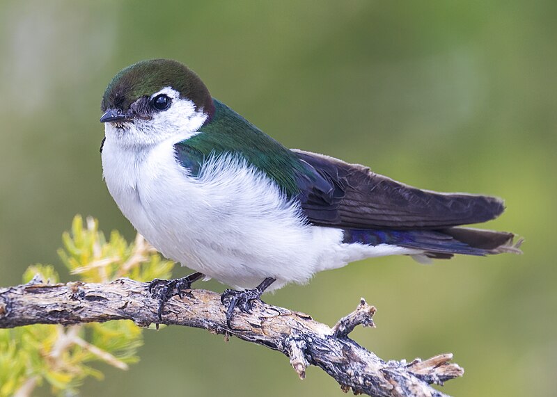 Violet-green Swallow (Tachycineta thalassina) photo
