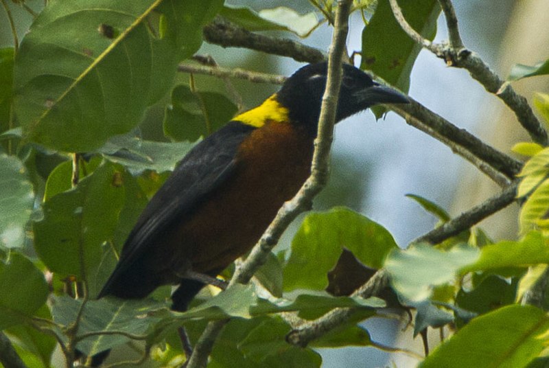 Yellow-mantled Weaver (Ploceus tricolor) photo