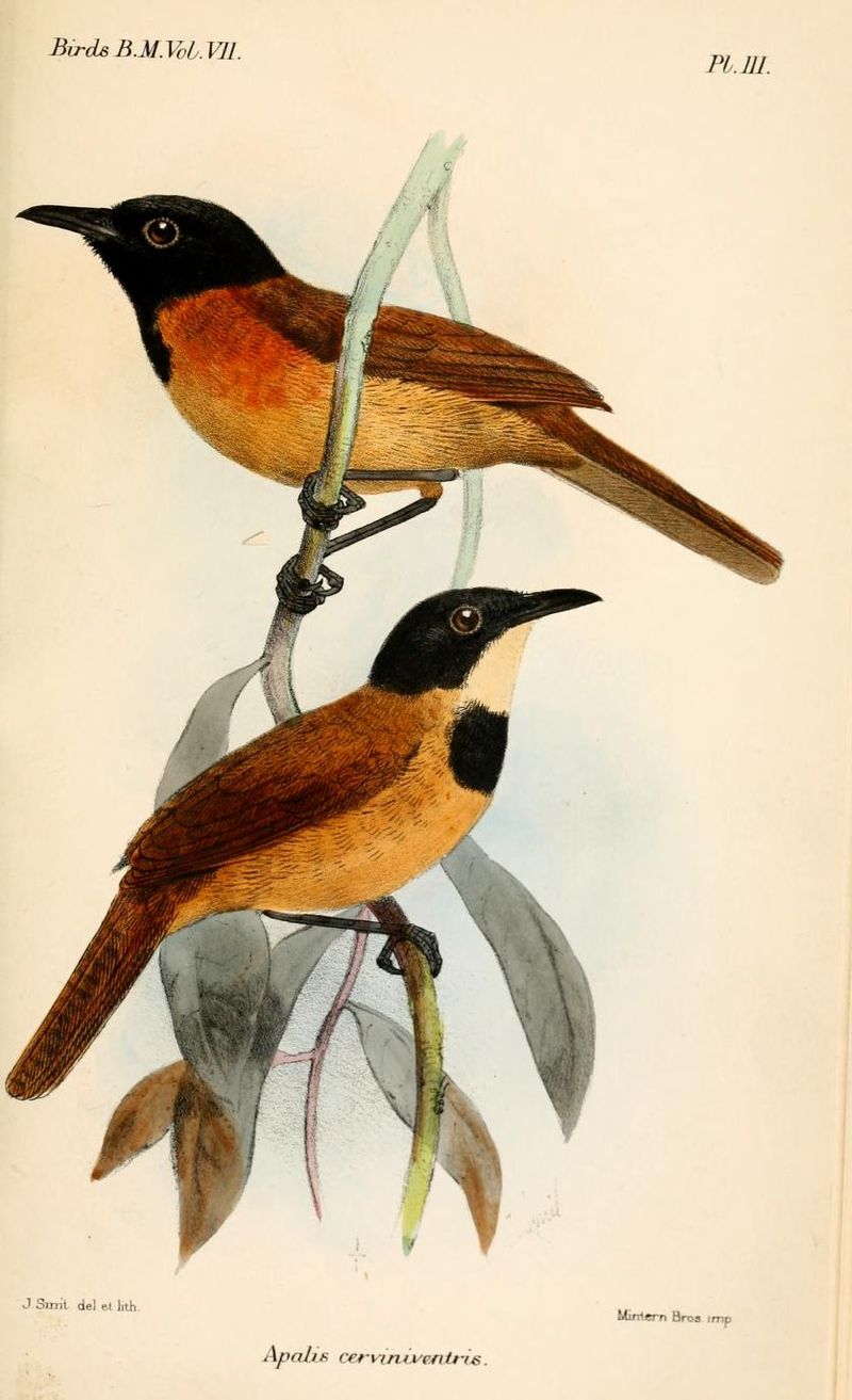 Black-capped Rufous-Warbler (Bathmocercus cerviniventris) photo