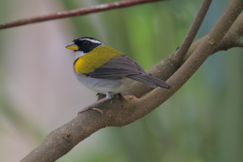 Yellow-mandibled Sparrow (Arremon axillaris) photo