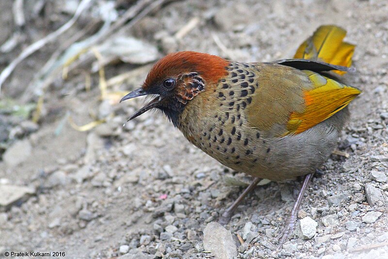 Chestnut-crowned Laughingthrush (Trochalopteron erythrocephalum) photo