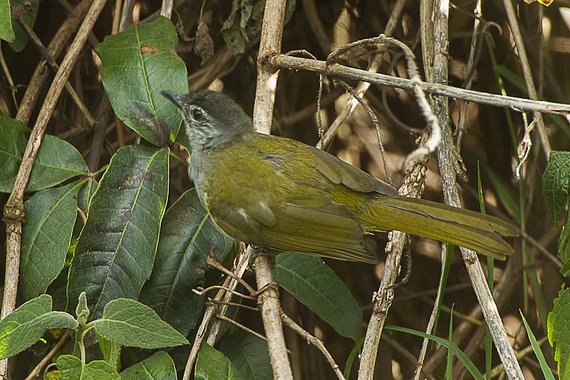 Black-headed Mountain Greenbul (Arizelocichla nigriceps) photo
