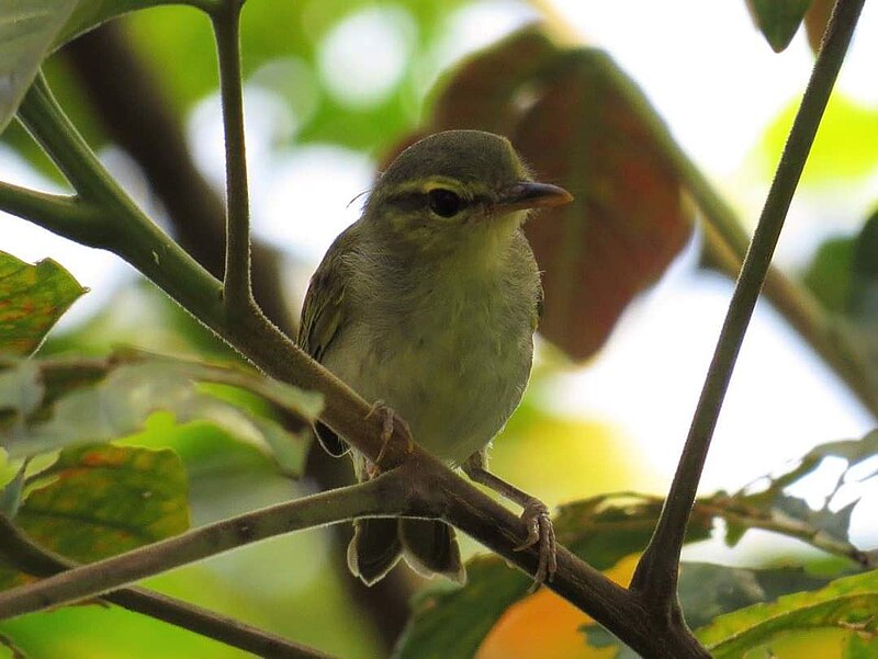 Lemon-throated Leaf Warbler (Phylloscopus cebuensis) photo