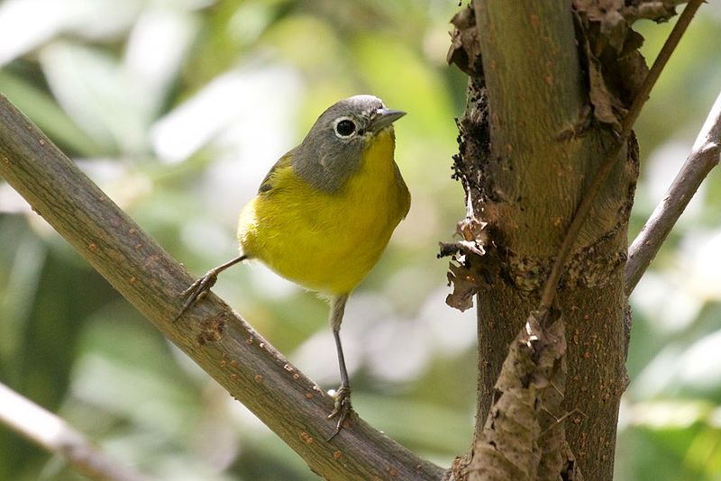 Nashville Warbler (Leiothlypis ruficapilla) photo
