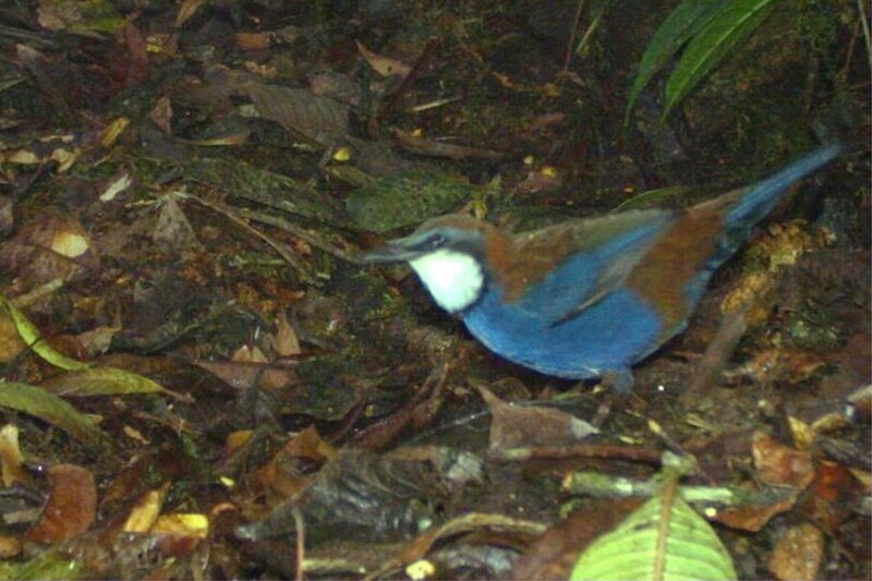 Chestnut-backed Jewel-babbler (Ptilorrhoa castanonota) photo