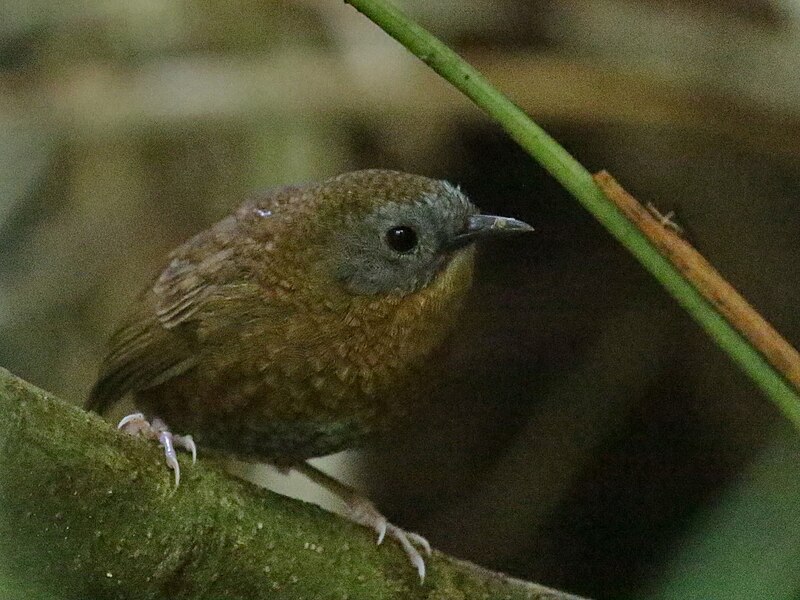 Gray-bellied Wren-Babbler (Spelaeornis reptatus) photo