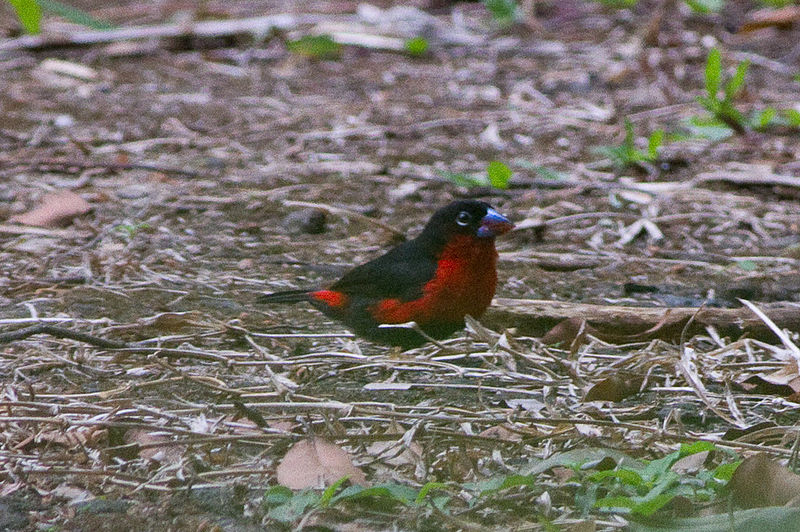 Western Bluebill (Spermophaga haematina) photo