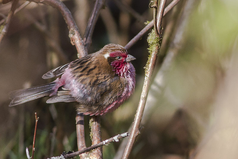 Himalayan White-browed Rosefinch (Carpodacus thura) photo