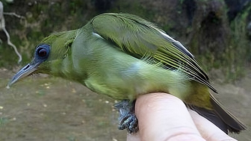 Malaita White-eye (Zosterops stresemanni) photo