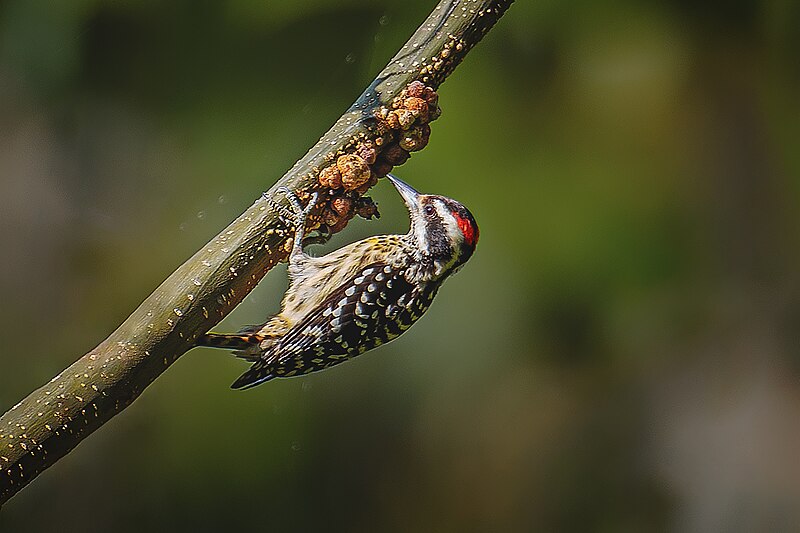 Philippine Pygmy Woodpecker (Yungipicus maculatus) photo
