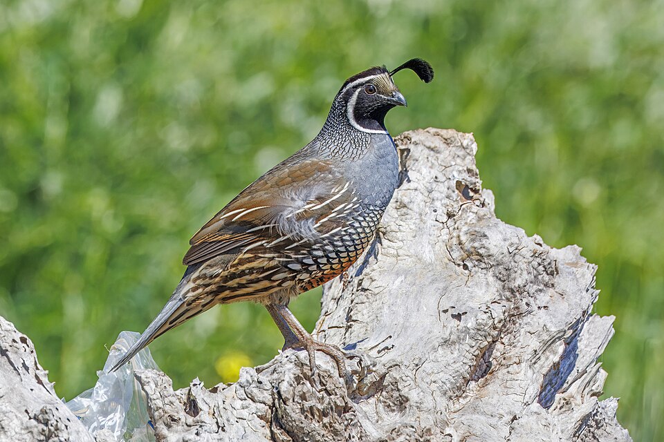 California Quail (Callipepla californica)