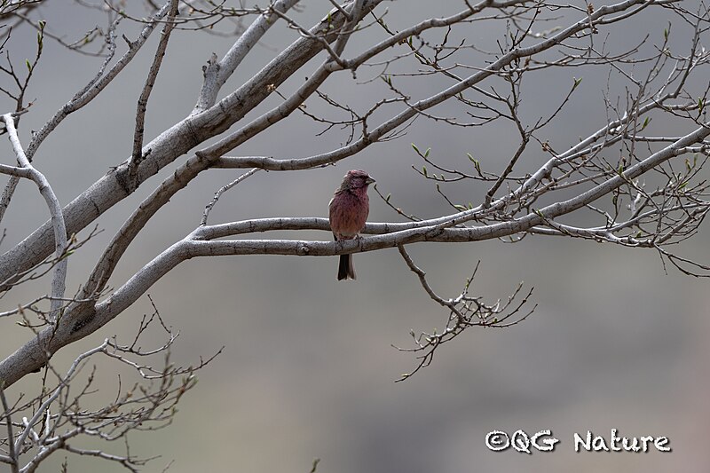 Chinese Beautiful Rosefinch (Carpodacus davidianus) photo