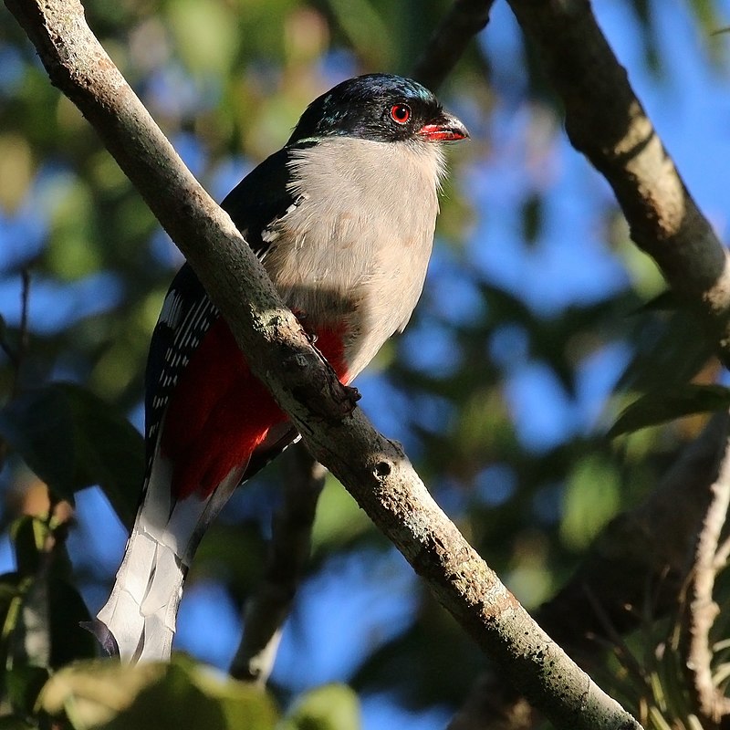 Cuban Trogon (Priotelus temnurus) photo