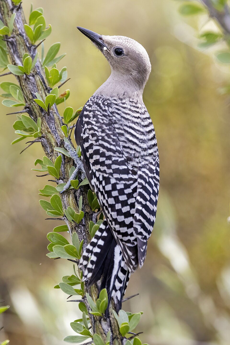 Gila Woodpecker (Melanerpes uropygialis)