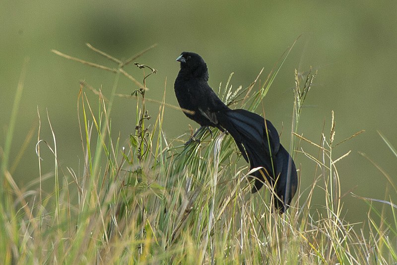 Jackson's Widowbird (Euplectes jacksoni) photo