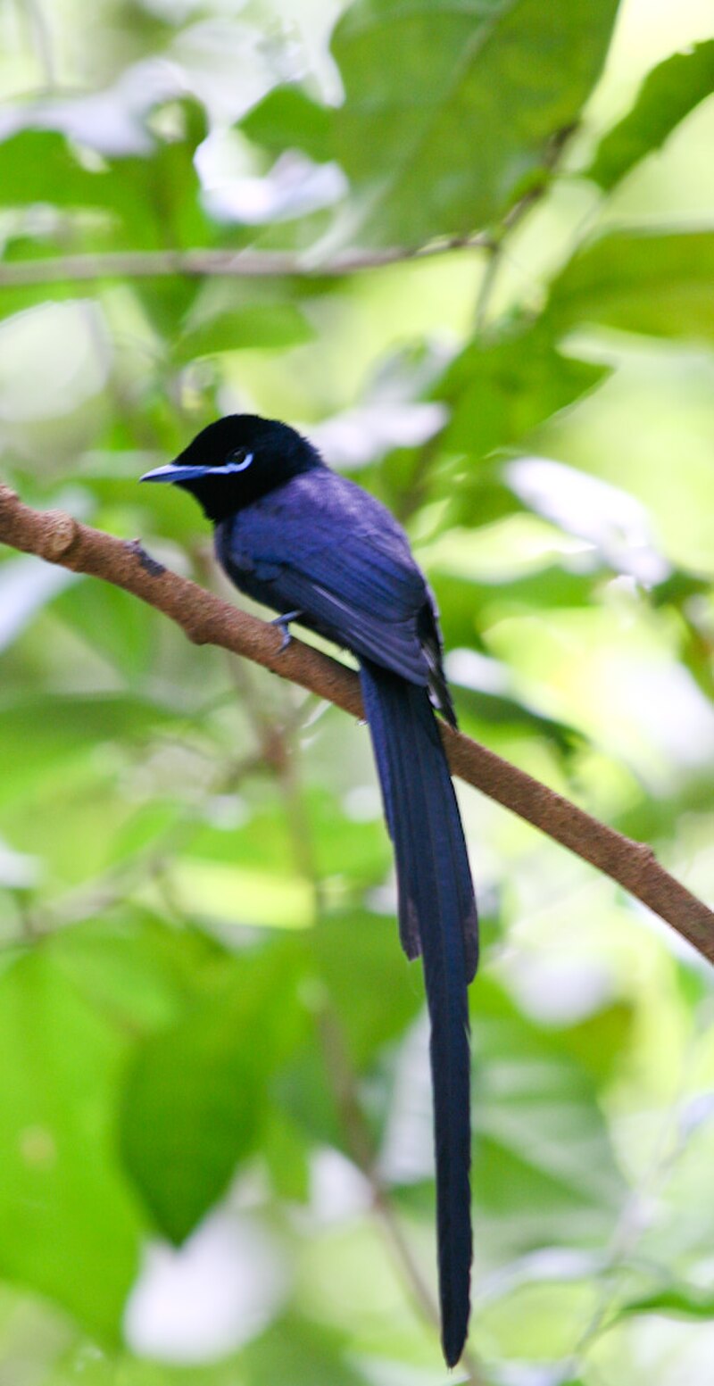 Seychelles Paradise-Flycatcher (Terpsiphone corvina) photo