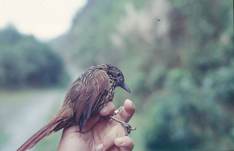 Flammulated Treehunter (Thripadectes flammulatus) photo