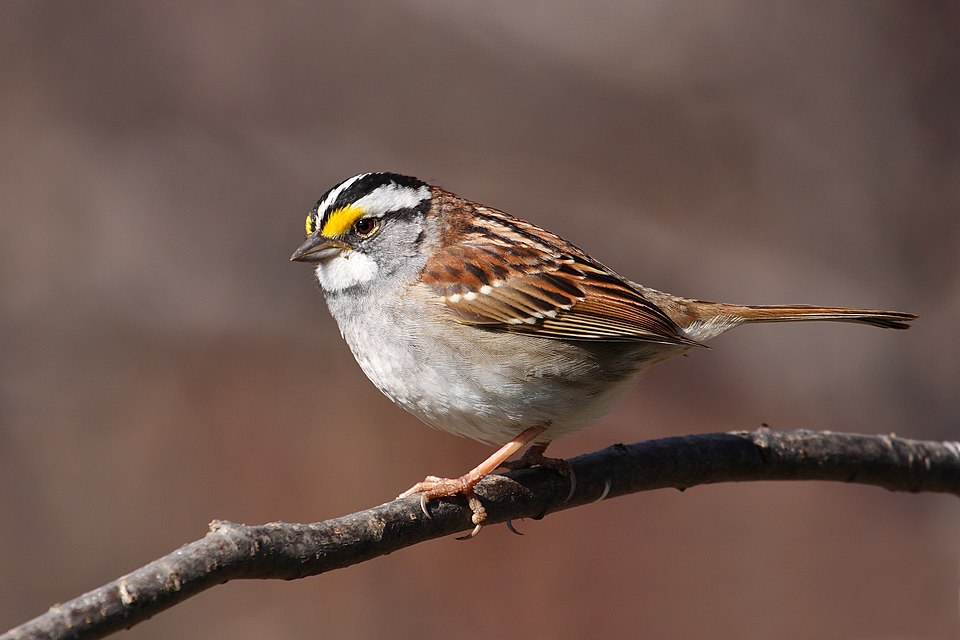 White-throated Sparrow (Zonotrichia albicollis)