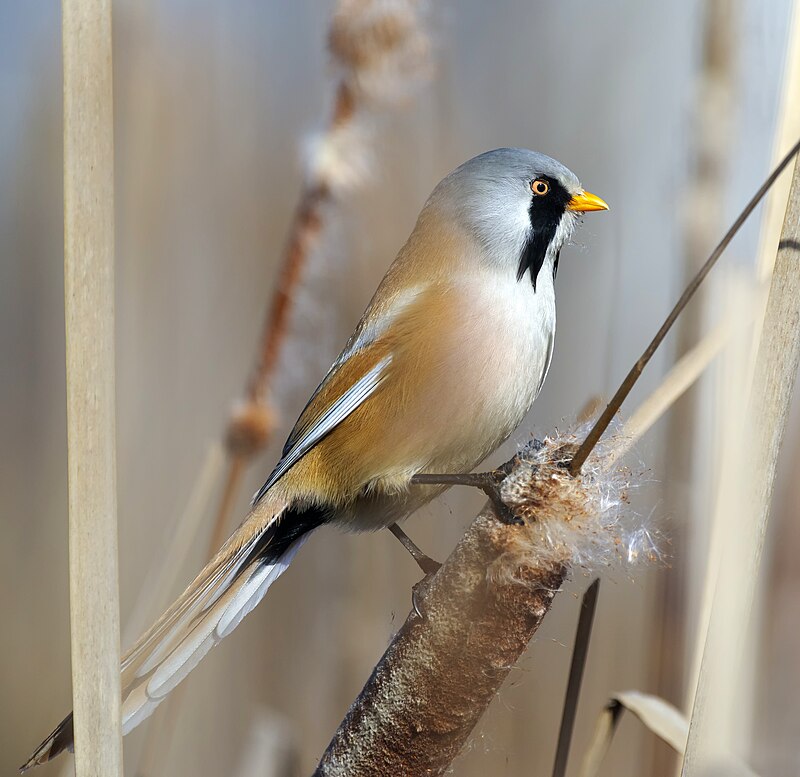 Bearded Reedling (Panurus biarmicus) photo