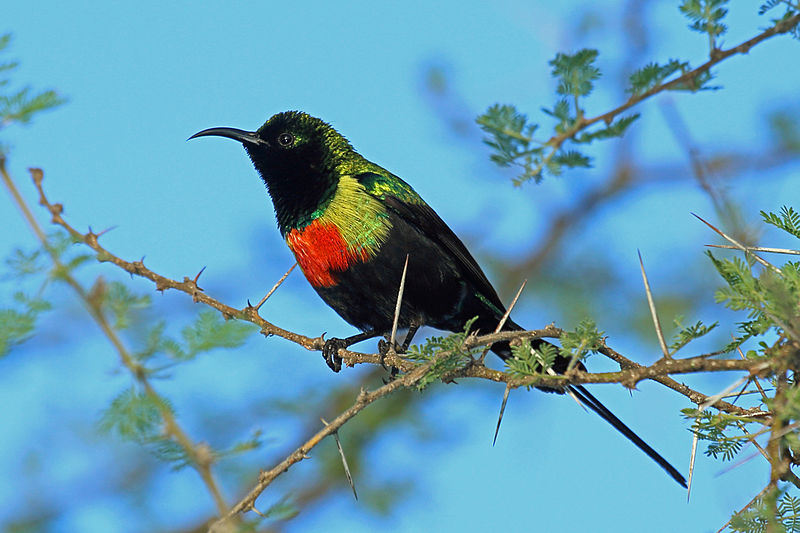 Gorgeous Sunbird (Cinnyris melanogastrus) photo