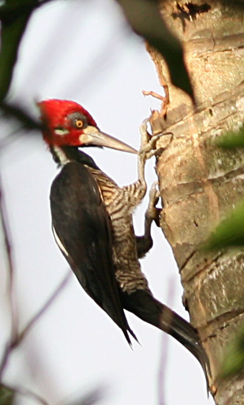 Crimson-crested Woodpecker (Campephilus melanoleucos) photo