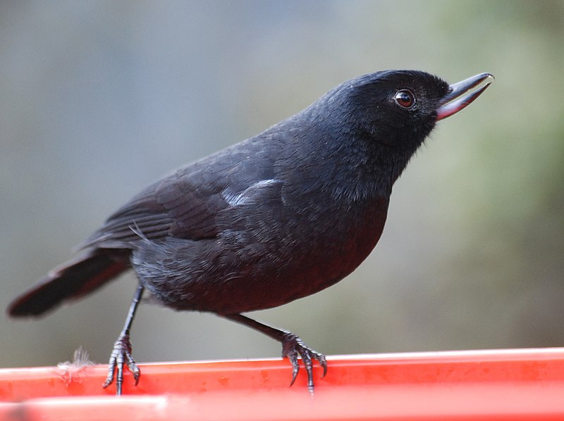 Glossy Flowerpiercer (Diglossa lafresnayii) photo