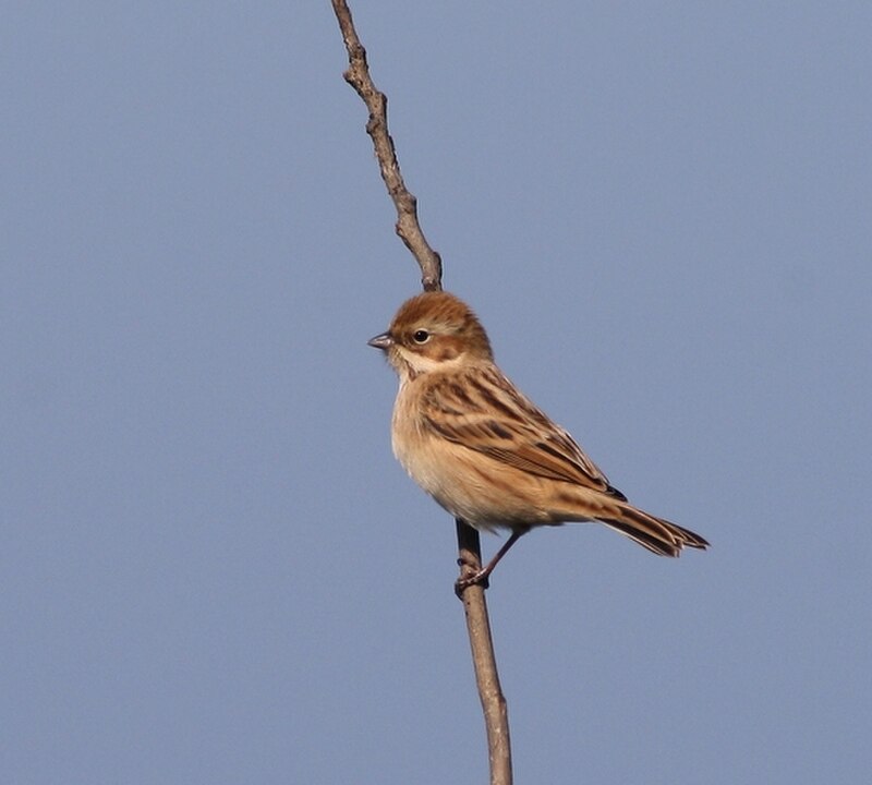 Pallas's Bunting (Emberiza pallasi) photo