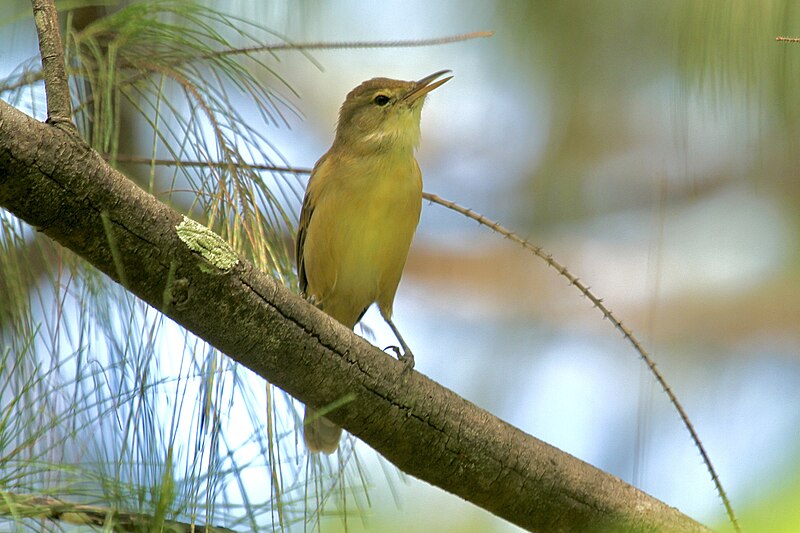 Nauru Reed Warbler (Acrocephalus rehsei) photo