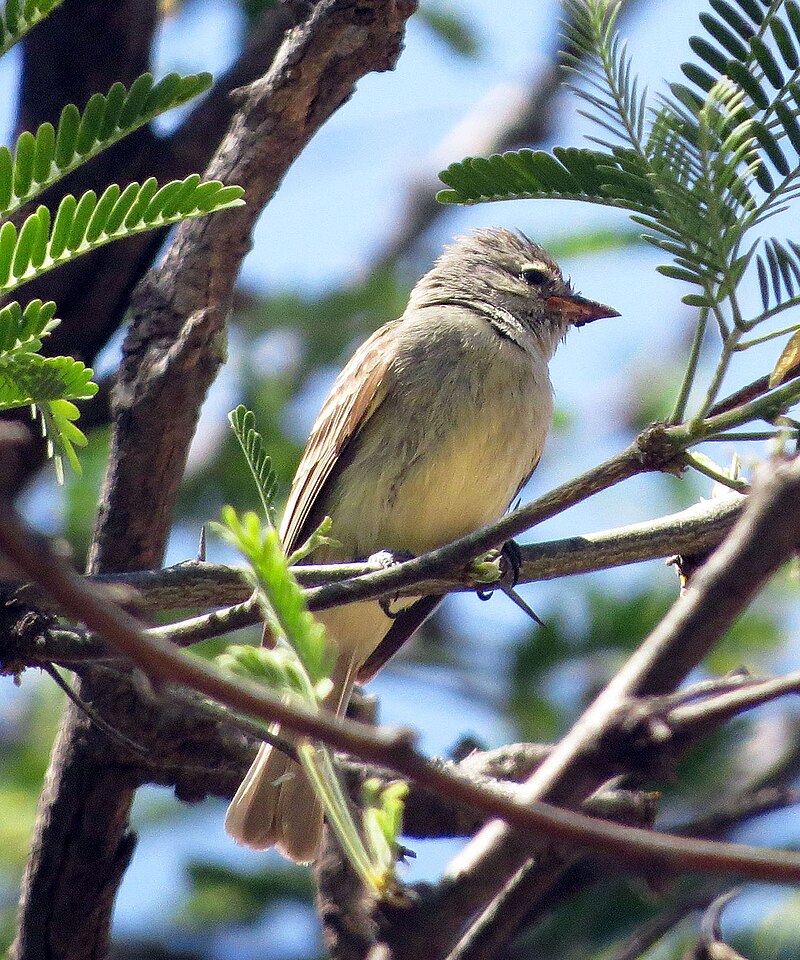 Northern Beardless-Tyrannulet (Camptostoma imberbe) photo