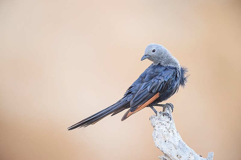 Somali Starling (Onychognathus blythii) photo