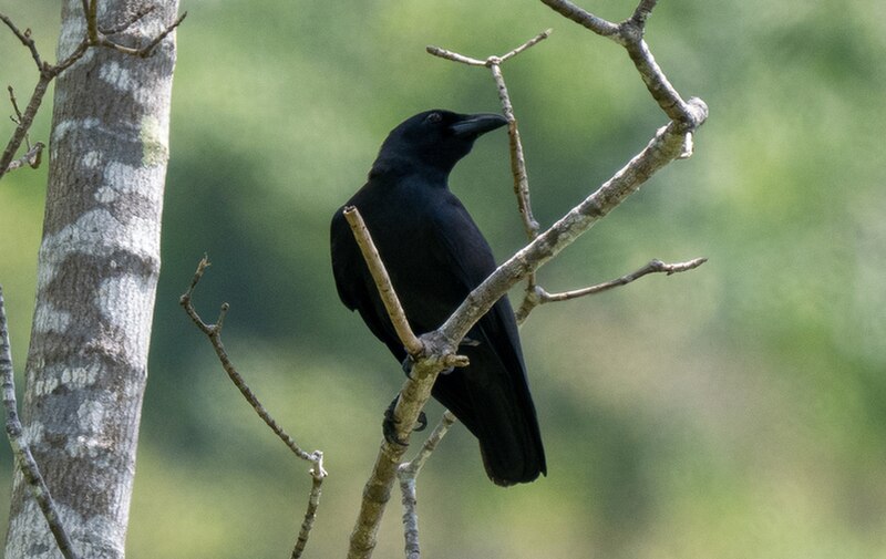 Palawan Crow (Corvus pusillus) photo