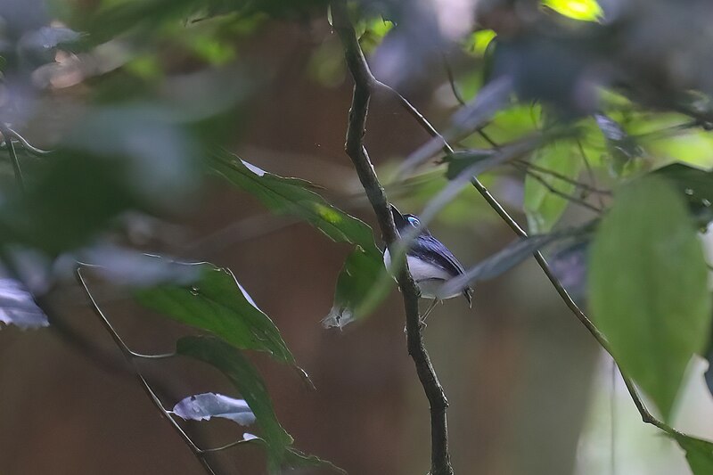 Jameson's Wattle-eye (Platysteira jamesoni) photo