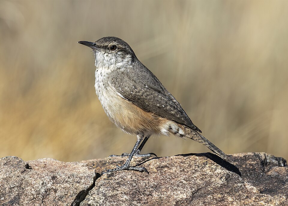 Rock Wren (Salpinctes obsoletus)