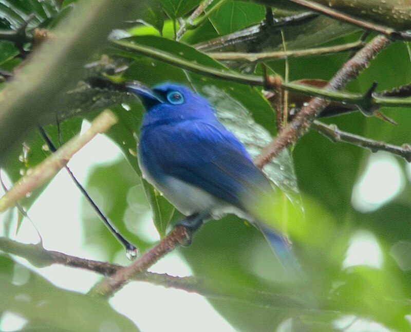 Short-crested Monarch (Hypothymis helenae) photo