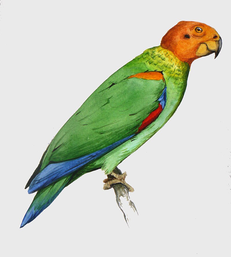 Bald Parrot (Pyrilia aurantiocephala) photo