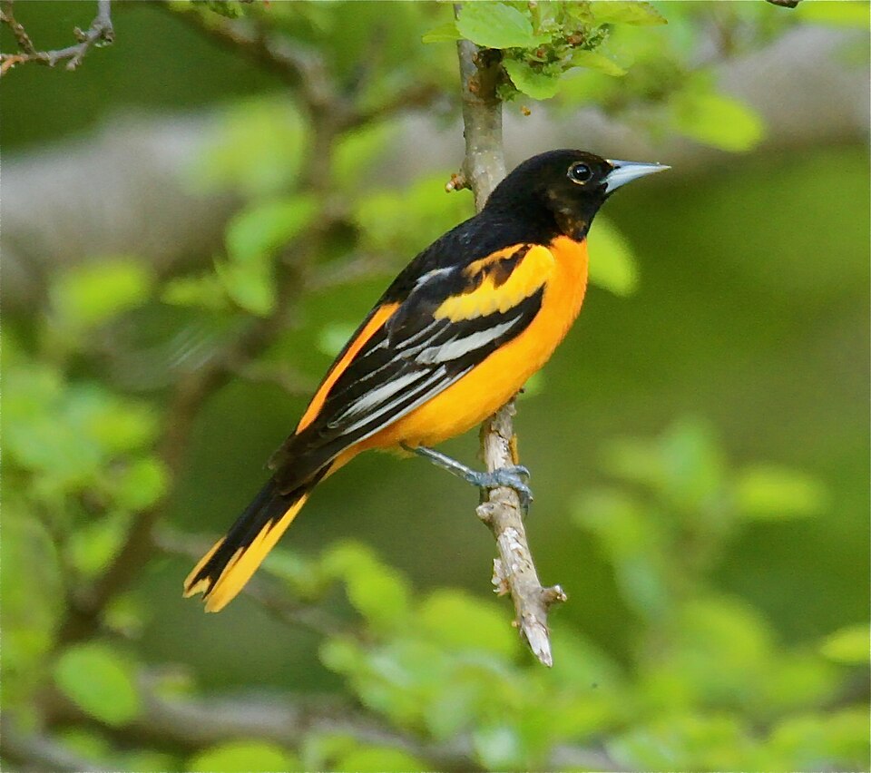 Baltimore Oriole (Icterus galbula)