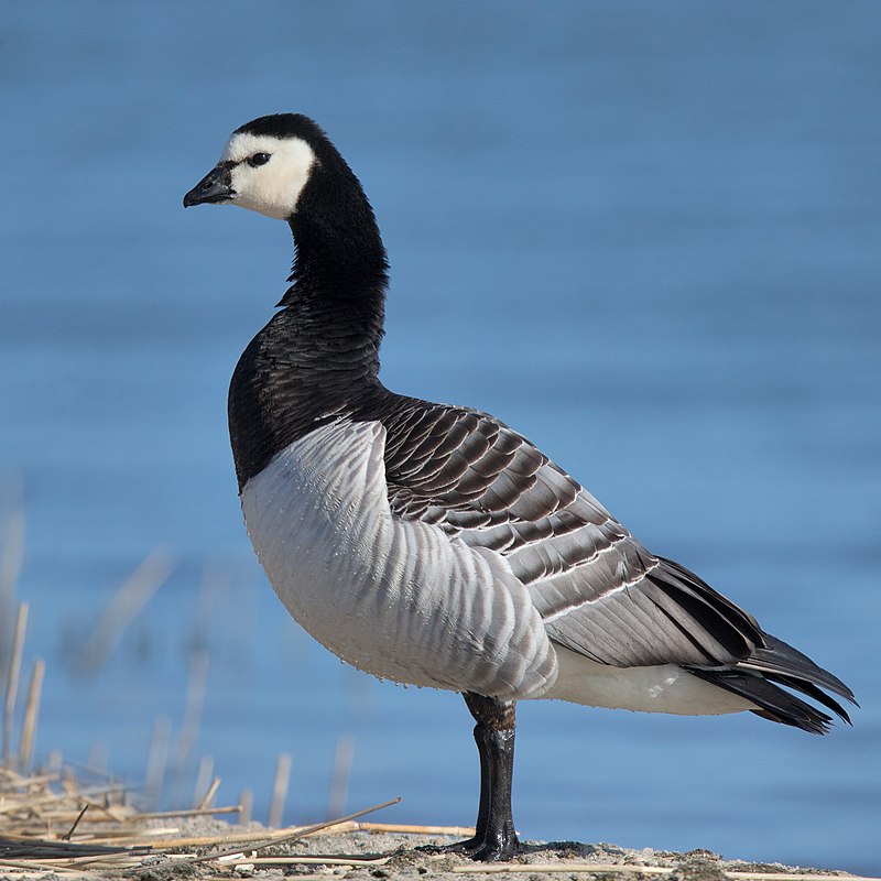 Barnacle Goose (Branta leucopsis) photo