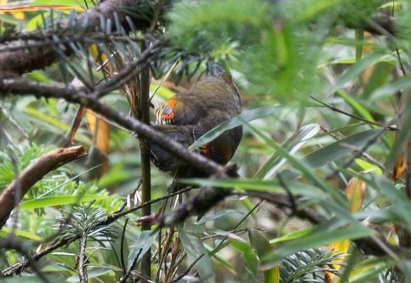 Emei Shan Liocichla (Liocichla omeiensis) photo
