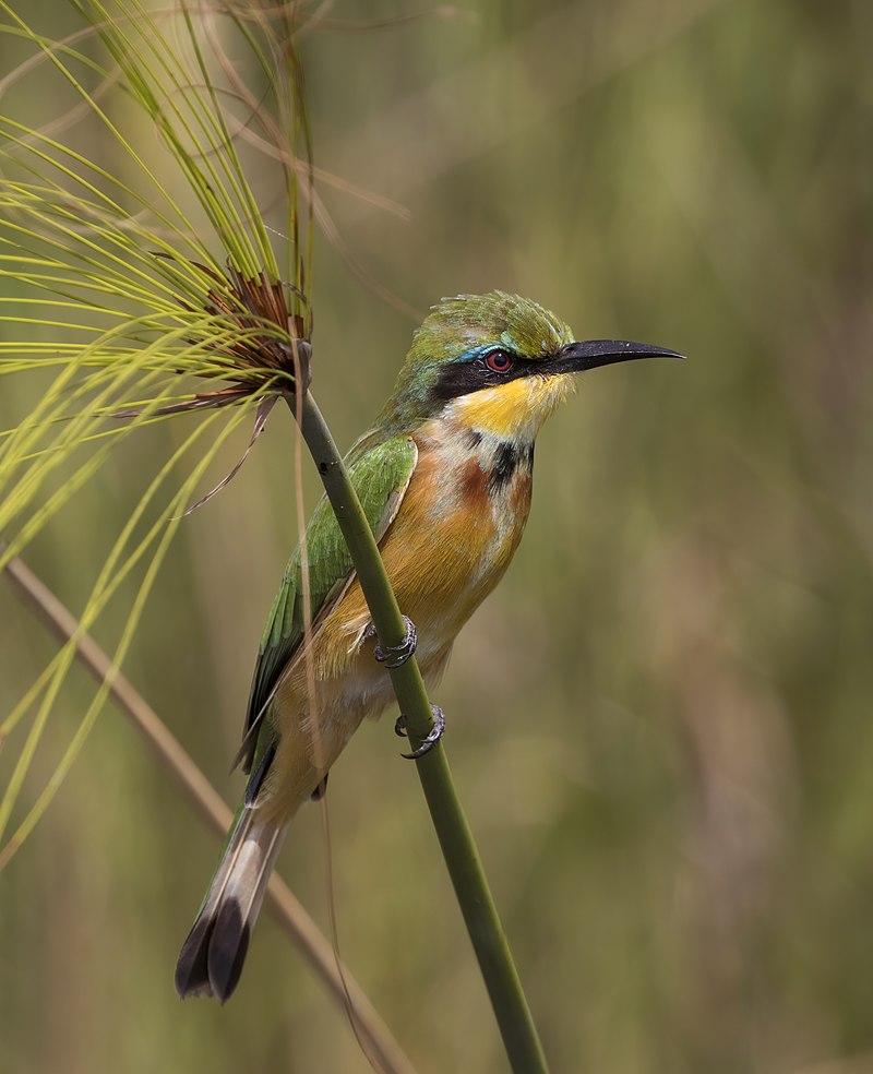 Little Bee-eater (Merops pusillus) photo