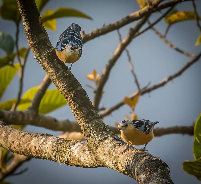 Beautiful Nuthatch (Sitta formosa) photo