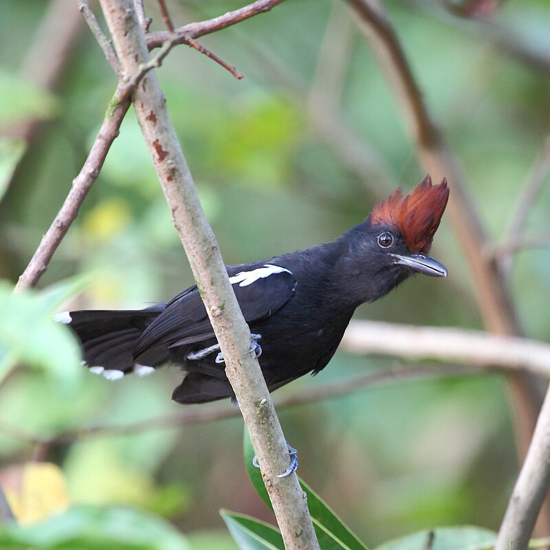Glossy Antshrike (Sakesphorus luctuosus) photo