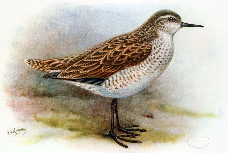 Kiritimati Sandpiper (Prosobonia cancellata) photo